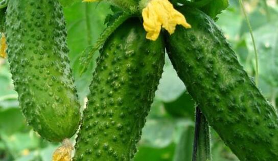 農(nóng)殘快速檢測(cè)儀