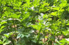 農(nóng)殘檢測儀防止不合格農(nóng)產(chǎn)品進(jìn)入消費(fèi)者餐桌。