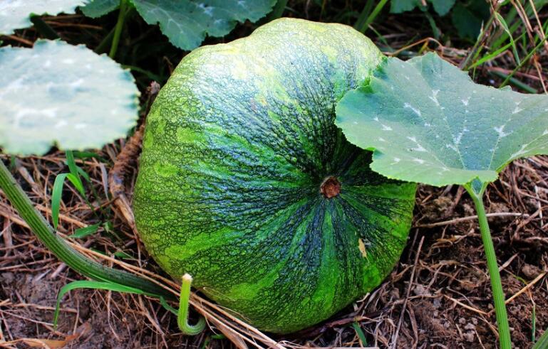 果蔬農(nóng)殘檢測儀 果蔬農(nóng)殘檢測儀